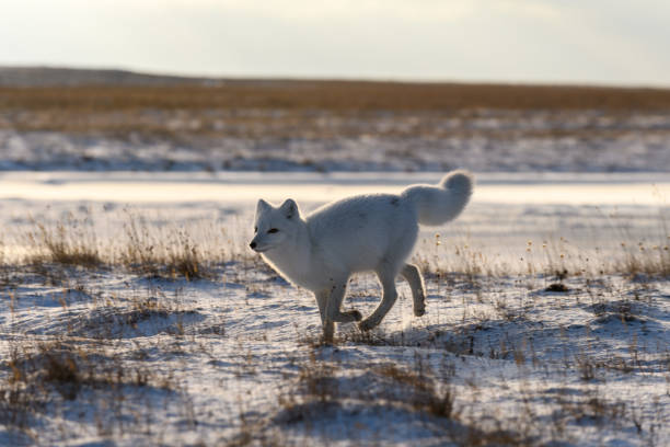 istock Arctic fox (Vulpes Lagopus) in winter time in Siberian tundra 1321731516