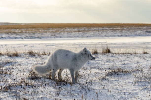 istock Arctic fox (Vulpes Lagopus) in winter time in Siberian tundra 1321731524