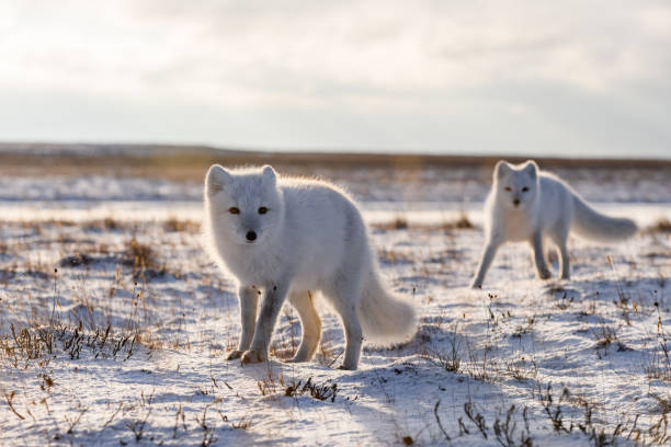 istock Two arctic foxes (Vulpes Lagopus) in wilde tundra. Arctic fox on the beach. 1321731531