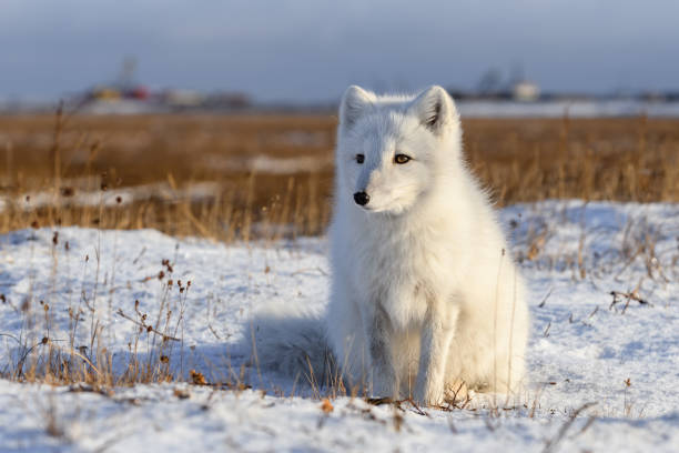 istock Arctic fox (Vulpes Lagopus) in wilde tundra. Arctic fox sitting. 1321731540