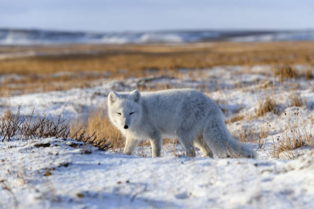 istock Arctic fox (Vulpes Lagopus) in wilde tundra. Arctic fox on the beach. 1321731557