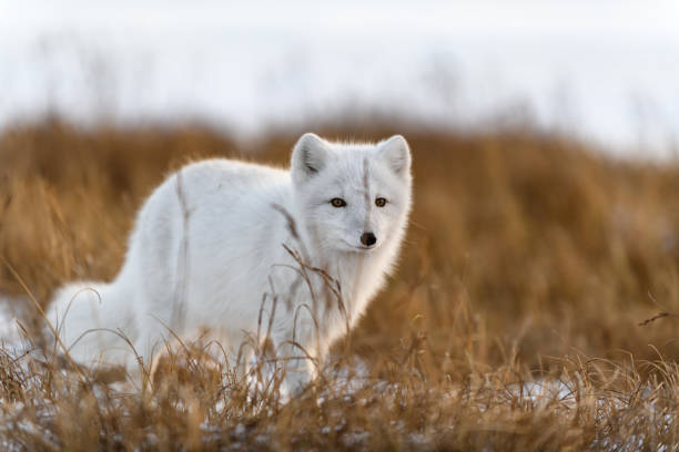 istock Arctic fox (Vulpes Lagopus) in winter time in Siberian tundra 1321732286