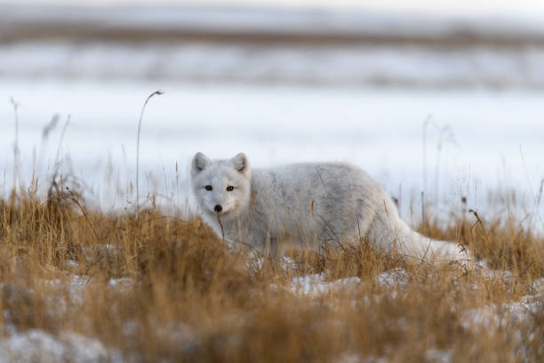 istock Arctic fox (Vulpes Lagopus) in winter time in Siberian tundra 1321732506