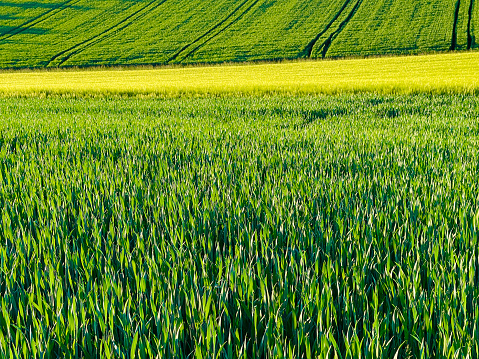 Agricultural fields in May, rich green
