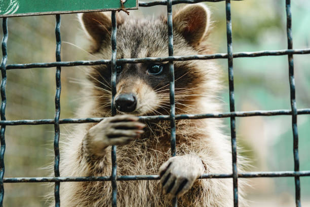 istock Little racoon sitting in a cage in the zoo 1321733177