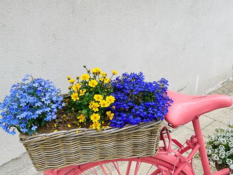 Painted purple color vintage bike with potted flower. Violet colour retro bicycle with flowers in pot standing on street by brick fence background, garden decor