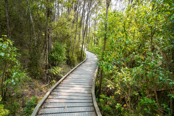 chodnik w te waikoropupu springs walk w parku narodowym kahurangi, dystrykt tasman, południowa wyspa nowej zelandii - kahurangi zdjęcia i obrazy z banku zdjęć