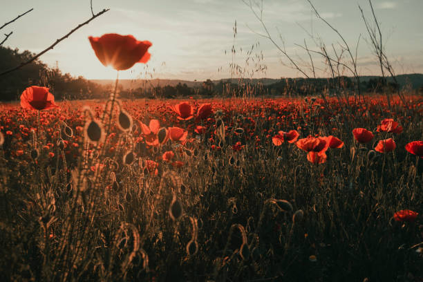 istock Sunset in a poppy field 1321736351