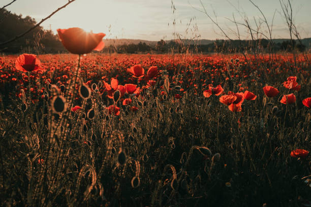 istock Sunset in a poppy field 1321736370