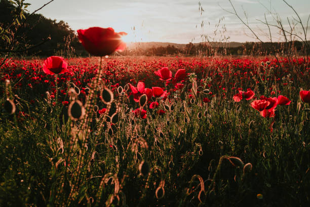 istock Sunset in a poppy field 1321736389