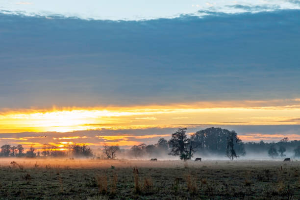 The Sun rises over the Pasture as the Herd starts its Day