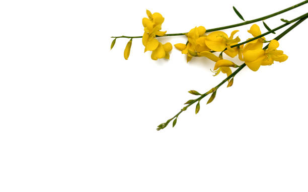 istock broom flowers isolated on white 1321737606