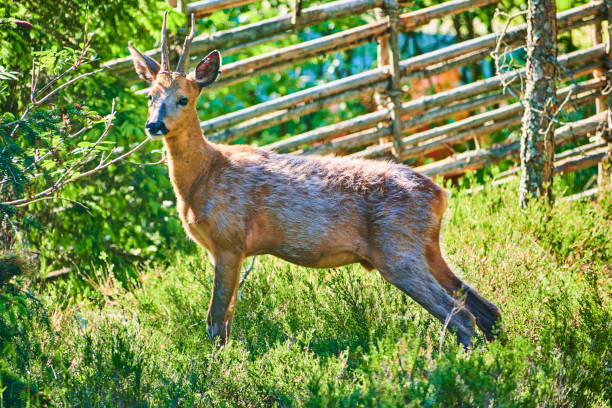istock Deer visit our plot and happily eat from our bushes 1321738286