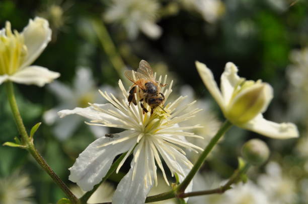 Bee stock photo