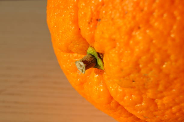 Macro orange stock photo