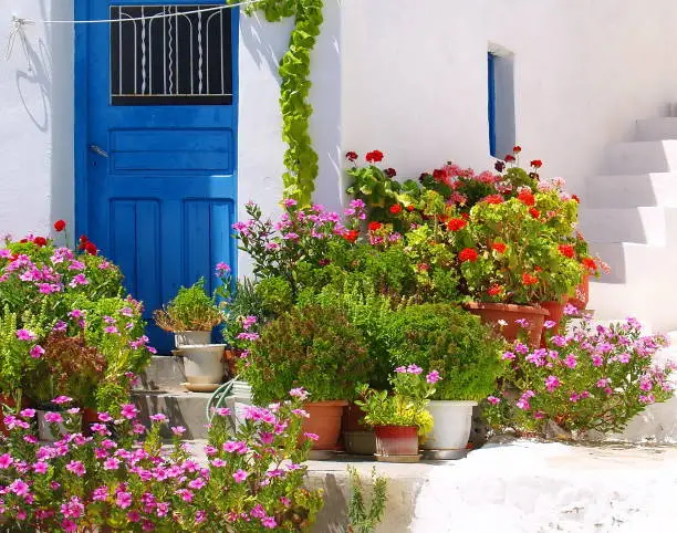 Colorful flowers outside traditional blue door entrance of a whitewashed house in Serifos Island, Cyclades, Greece