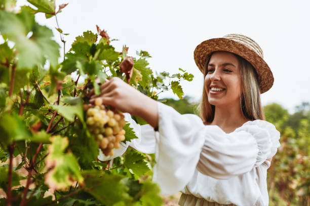 istock Cute Smiling Female Harvesting Fresh Grapes On Vineyard 1321739965