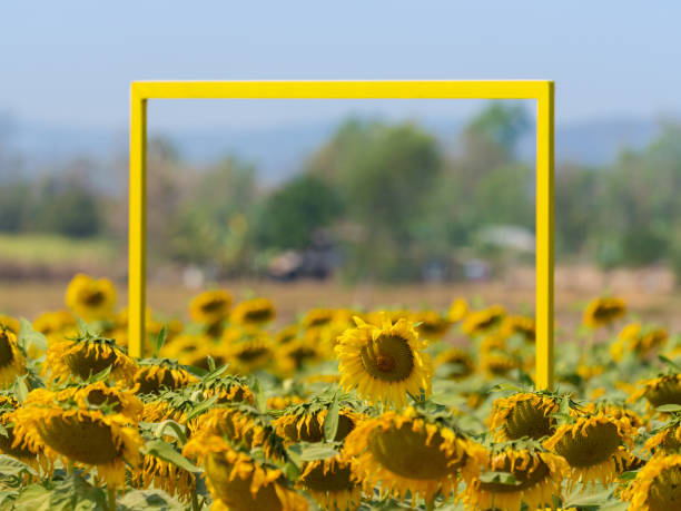 yellow square frame in blooming sunflower garden, decorating, rural scene