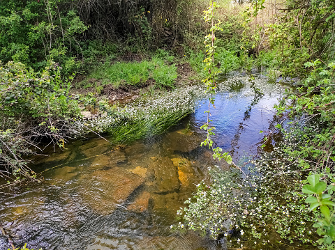 Small stream with green plants and white spring flowers.