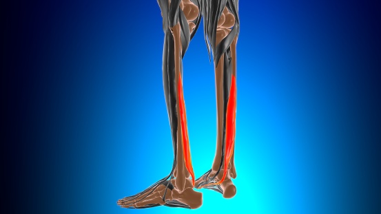 Flexor hallucis longus Muscle Anatomy For Medical Concept 3D Illustration