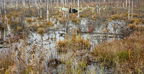 Autumn swamp in the forest