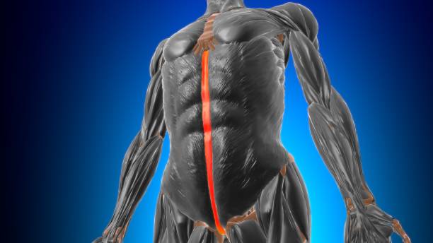 Linea alba Anatomy For Medical Concept 3D Linea alba Anatomy For Medical Concept 3D Illustration 3d human muscle stock pictures, royalty-free photos & images