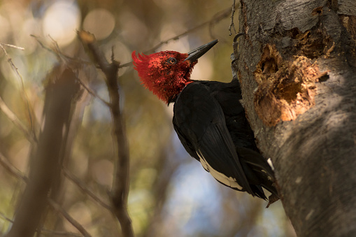 The Magellanic Woodpecker, a large bird found in the southern area of ​​the Argentine, Chilean Patagonia. It feeds on the worms that live in the trees.