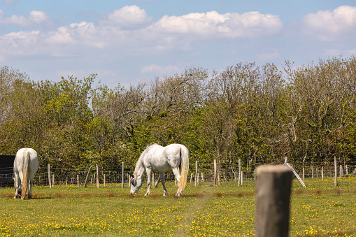 Horses grazing in a green pasture, East Dean, Eastbourne, England.