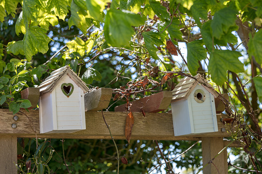 Birdhouse on wooden log,