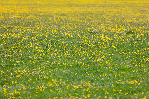Yellow field of buttercup flowers in springtime or summer