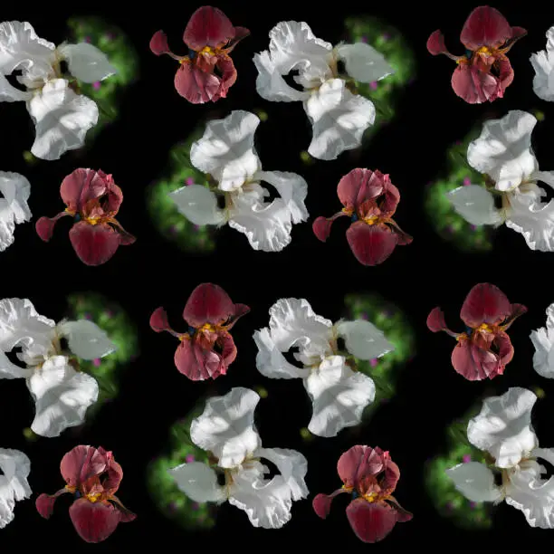 Seamless pattern of white and brown irises on a black background