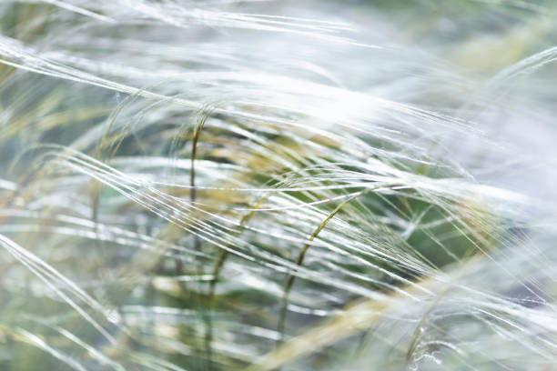 istock Nature background with wildgrass under sunlight. Selective focus. Plant background. 1321752568