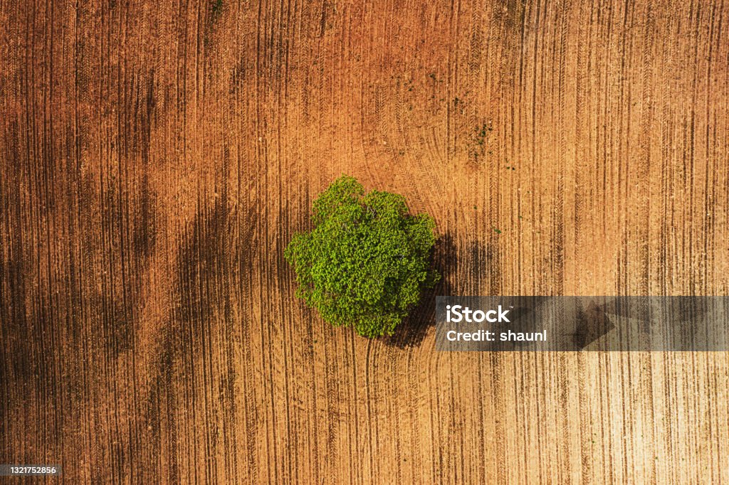 Farming Landscape A single tree surrounded by freshly turned soil. Aerial View Stock Photo