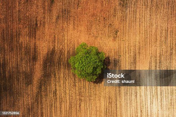 Farming Landscape Stock Photo - Download Image Now - Aerial View, Single Tree, Agricultural Field