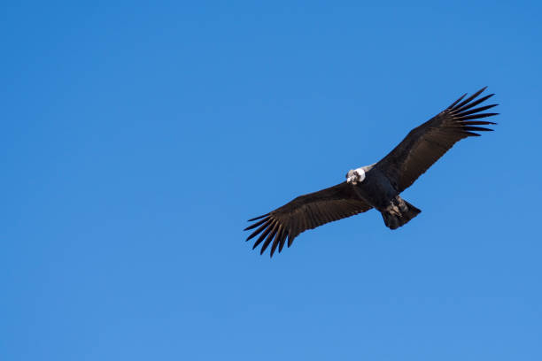 istock Condor Flying through Patagonia, Argentina. 1321754111