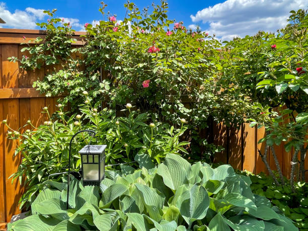 istock Chive and rose blossoms at Courtyard 1321754925