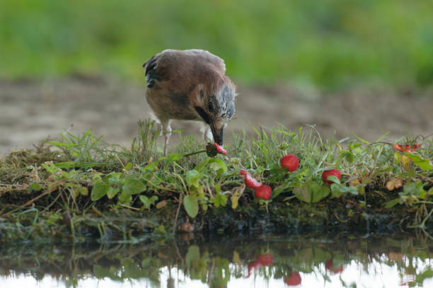 Jay eating wild strawberries Jay eating wild strawberries eurasian jay photos stock pictures, royalty-free photos & images