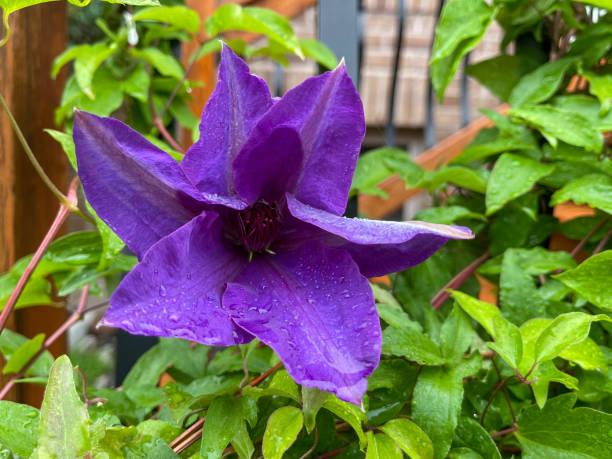 istock Clematis blossoms with Raindrops at Courtyard 1321755072