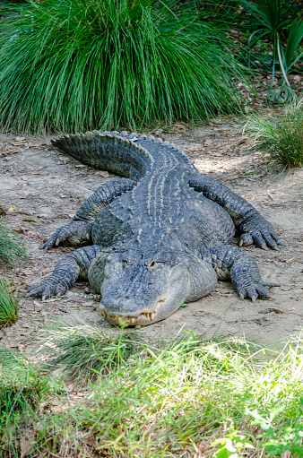 alligator, Crocodile catching sunshine on the bank of a pond