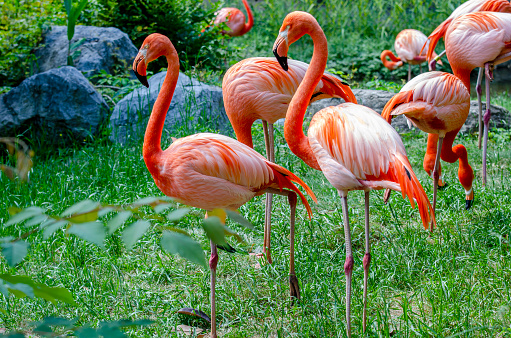 Flamingos in the nature on a beautiful sunny day