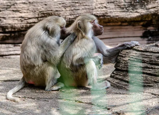 Characterized by their hairless, colored callosities (rump pads) and bare dog-like muzzles, baboons are large, ground dwelling primates. The Hamadryas baboon is one of four species of baboons. They can live into their forties in captivity.