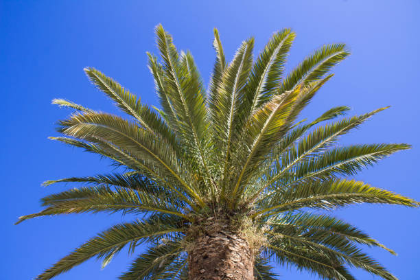 istock e view from below sky background in summer on the sunny day 1321756383
