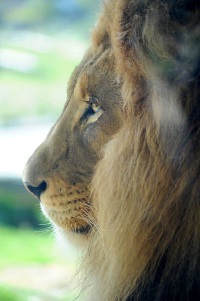istock Side view of a Male Lion staking prey. 1321759426