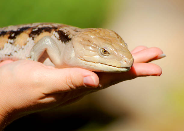 istock Blue-tongued skink sitting on a women's hand 1321759452