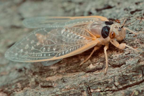 istock Cicada Insect Swarm - Magicicada septendecim - brood x 2021 - Macro Photography 1321760948