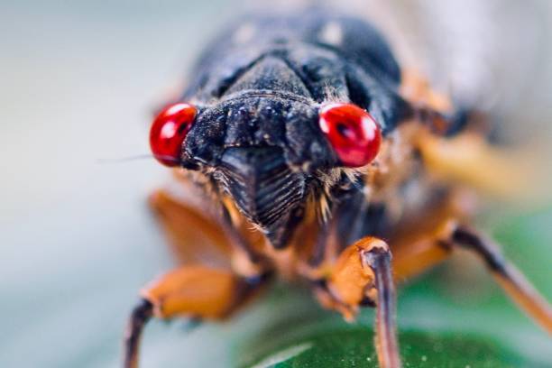 Cicada Insect Swarm - Magicicada septendecim - brood x 2021 - Macro Photography