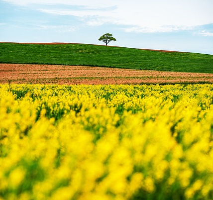 A lone tree in the background of a yellow carpet of flowers.