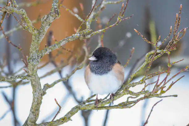 Tiny Dark-Eyed Junco Fluffs Up on a Cold Snowy Day