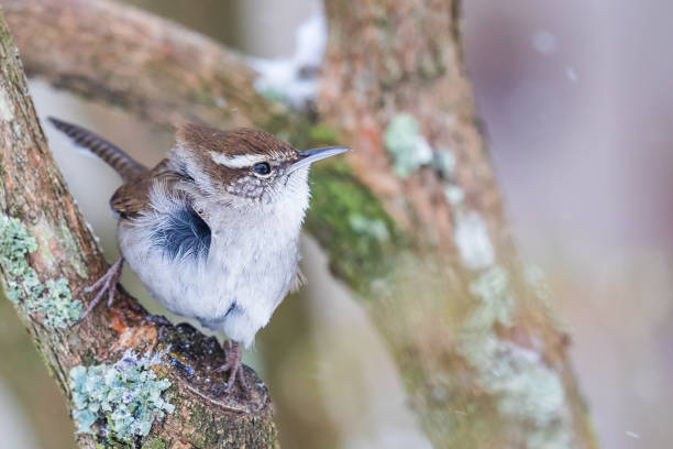 istock Tiny Bewick's Wren Hunkers Down in a Blustery Snow Storm 1321763443
