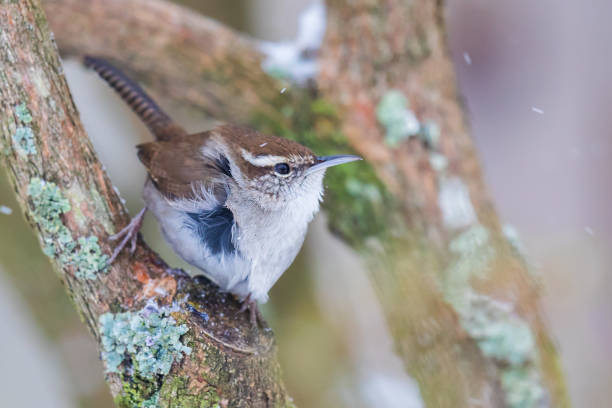 tiny bewick's wren hunkers w dół w blustery snow storm - blustery zdjęcia i obrazy z banku zdjęć